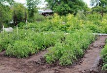 Photo of Огород для начинающих: с чего начать?
