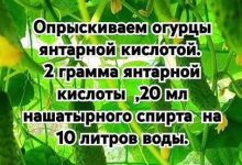 Photo of Как увеличить урожайность на огороде