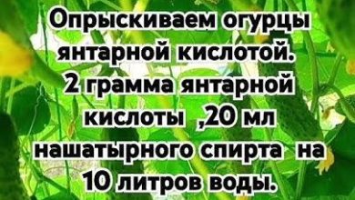 Photo of Как увеличить урожайность на огороде