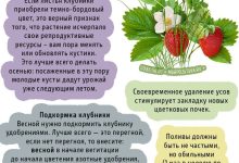 Photo of Полезные советы по уходу за клубникой