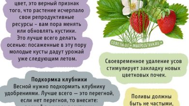 Photo of Полезные советы по уходу за клубникой