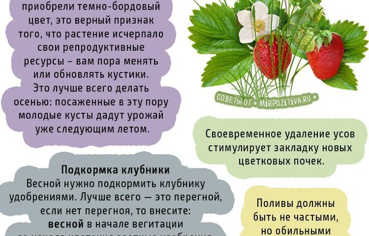 Photo of Полезные советы по уходу за клубникой