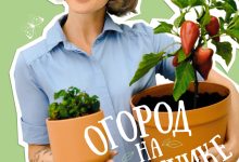 Photo of Огород на подоконнике: практические советы