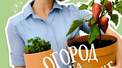 Photo of Огород на подоконнике: практические советы