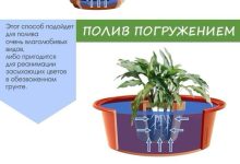 Photo of Полив растений: основные правила