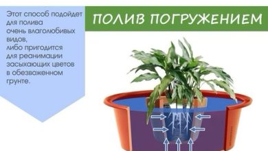 Photo of Полив растений: основные правила