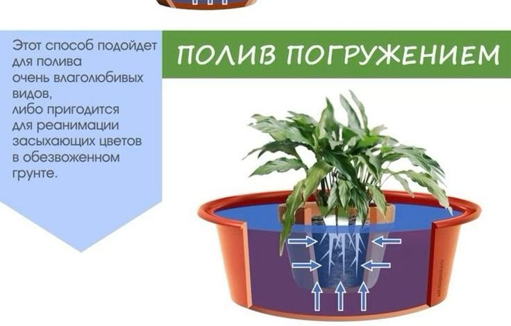 Photo of Полив растений: основные правила