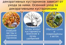Photo of Особенности ухода за декоративными кустарниками