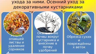 Photo of Особенности ухода за декоративными кустарниками