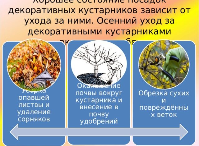Photo of Особенности ухода за декоративными кустарниками